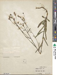 Vernonia blodgettii image