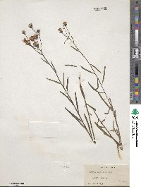 Vernonia blodgettii image