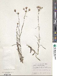 Vernonia blodgettii image