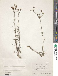 Vernonia blodgettii image