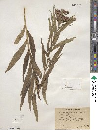 Vernonia fasciculata image