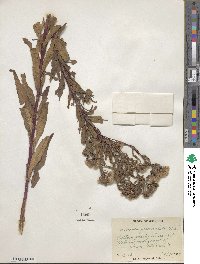 Vernonia fasciculata image