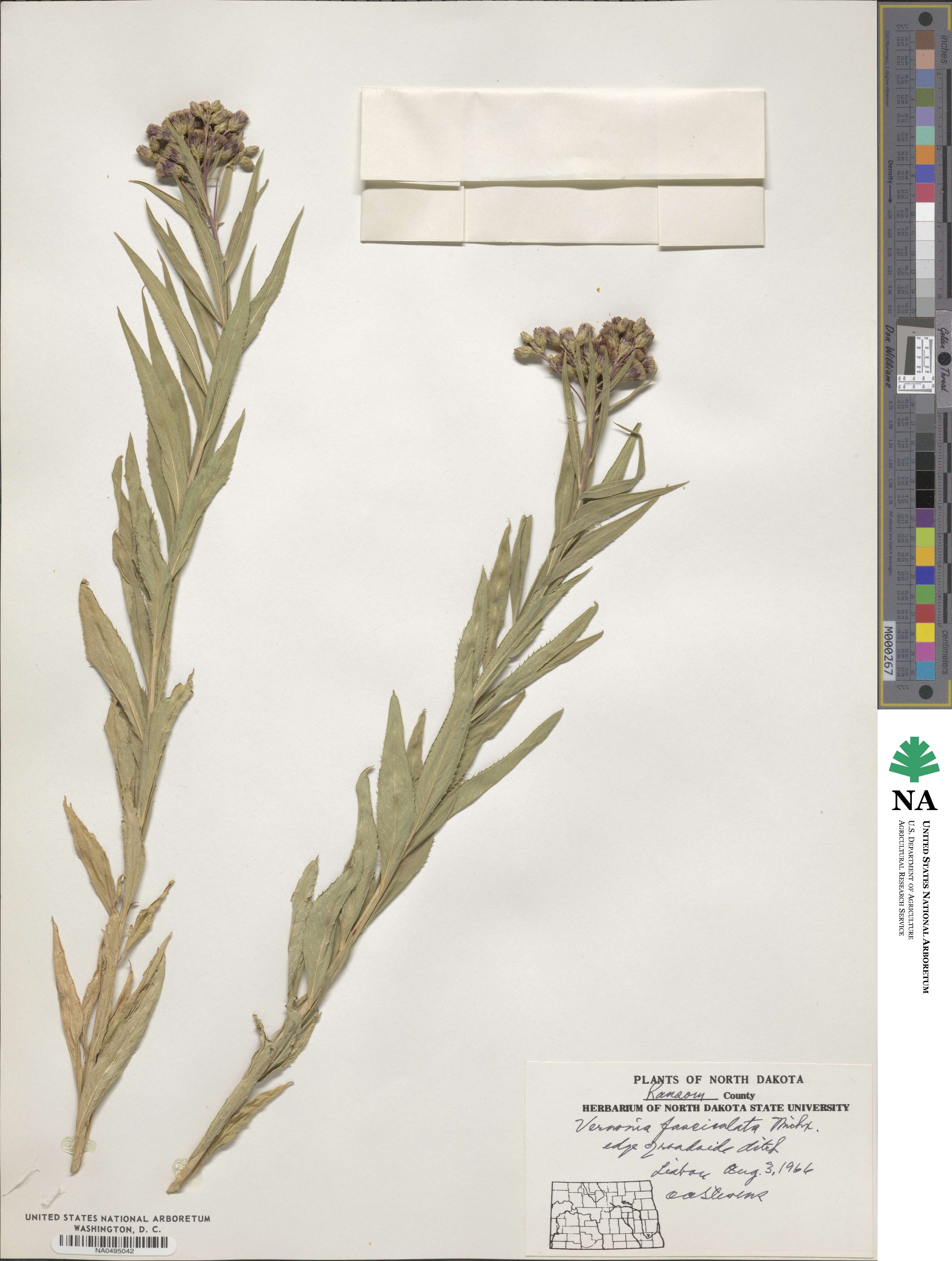 Vernonia fasciculata image