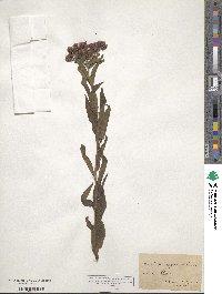 Vernonia fasciculata image