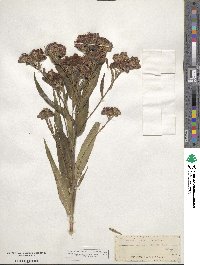 Vernonia fasciculata image