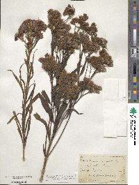 Vernonia fasciculata image