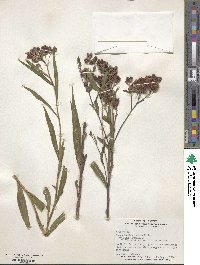 Vernonia fasciculata image