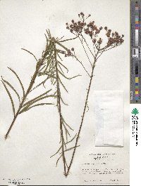 Vernonia angustifolia image