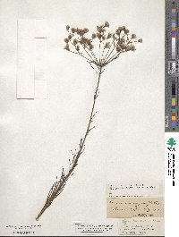 Vernonia angustifolia image