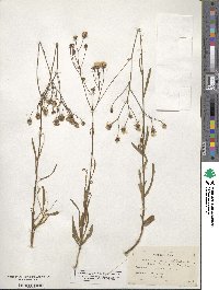 Vernonia angustifolia image