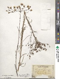 Vernonia angustifolia image