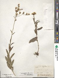 Vernonia angustifolia image