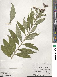 Vernonia altissima image