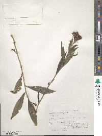 Vernonia altissima image