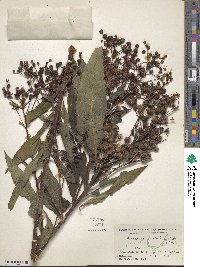 Vernonia altissima image