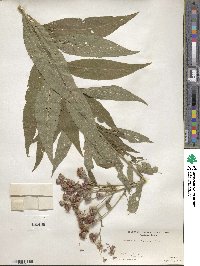 Vernonia altissima image