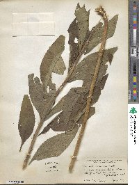 Vernonia altissima image