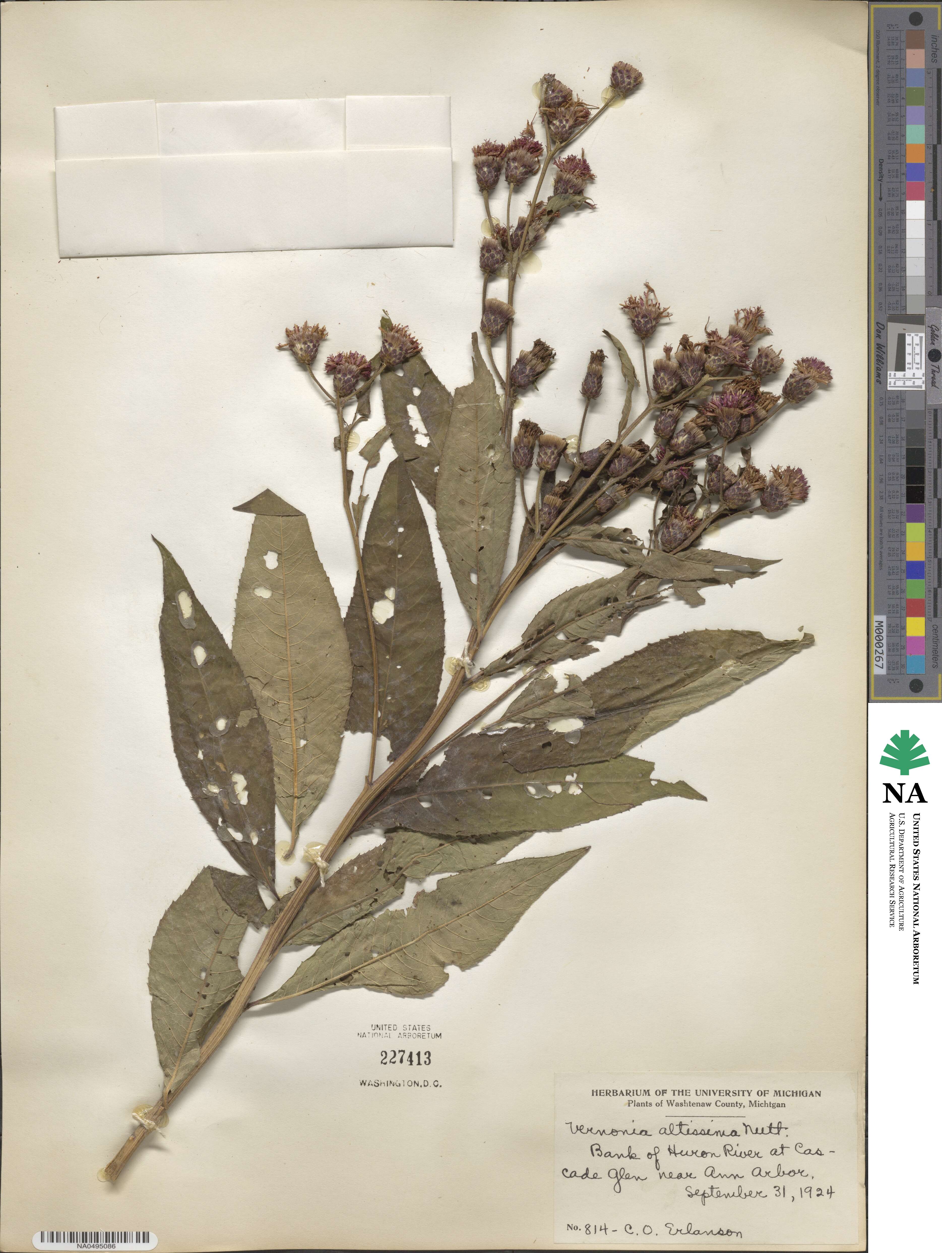 Vernonia altissima image