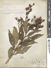 Vernonia altissima image