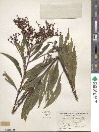 Vernonia altissima image