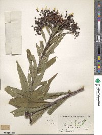 Vernonia altissima image