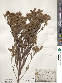 Vernonia altissima image