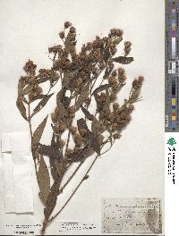 Vernonia altissima image