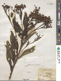 Vernonia altissima image