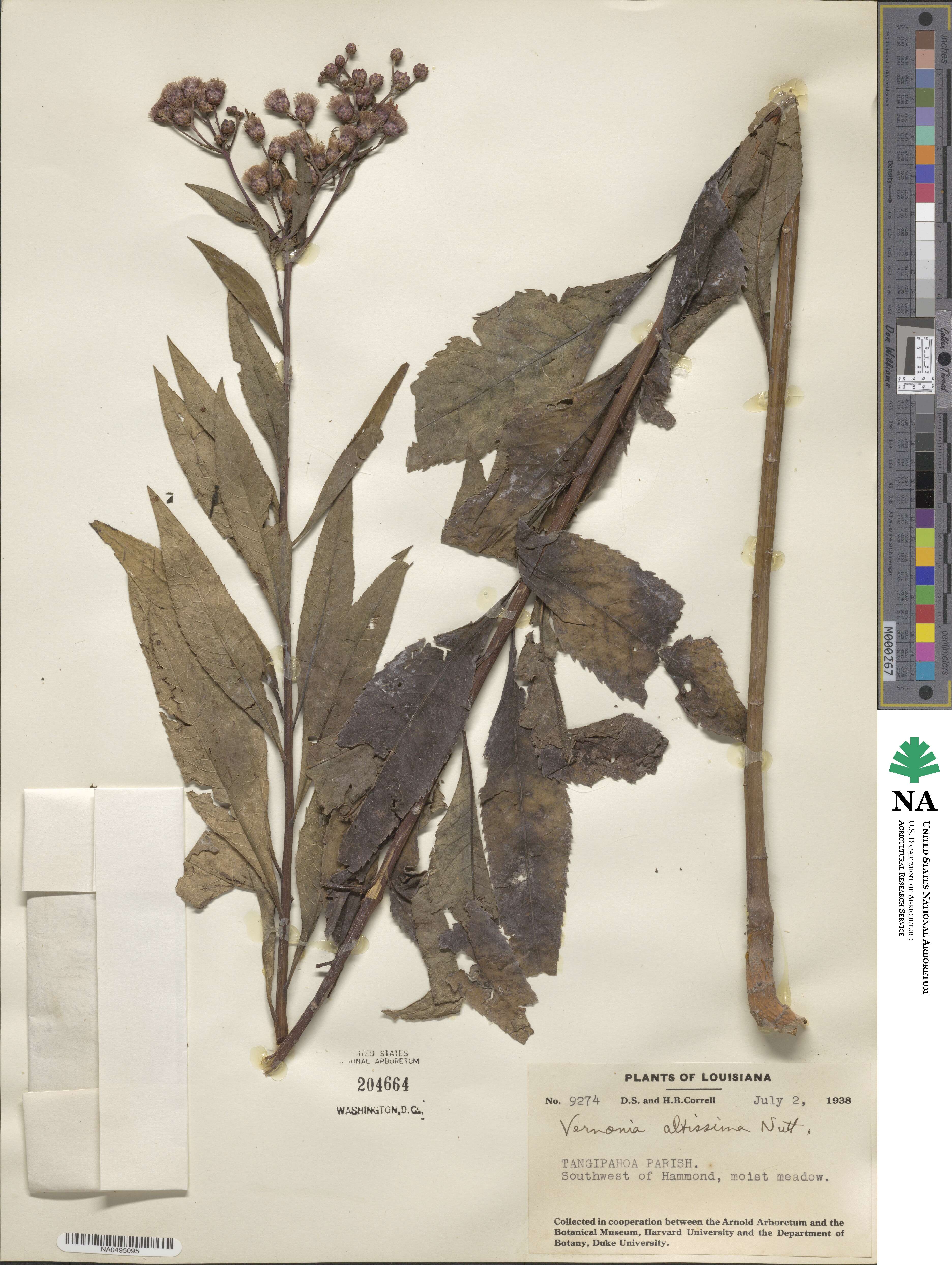 Vernonia altissima image
