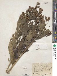 Vernonia altissima image