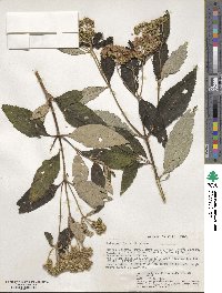 Bothriocline fusca image