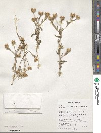 Image of Erlangea alternifolia