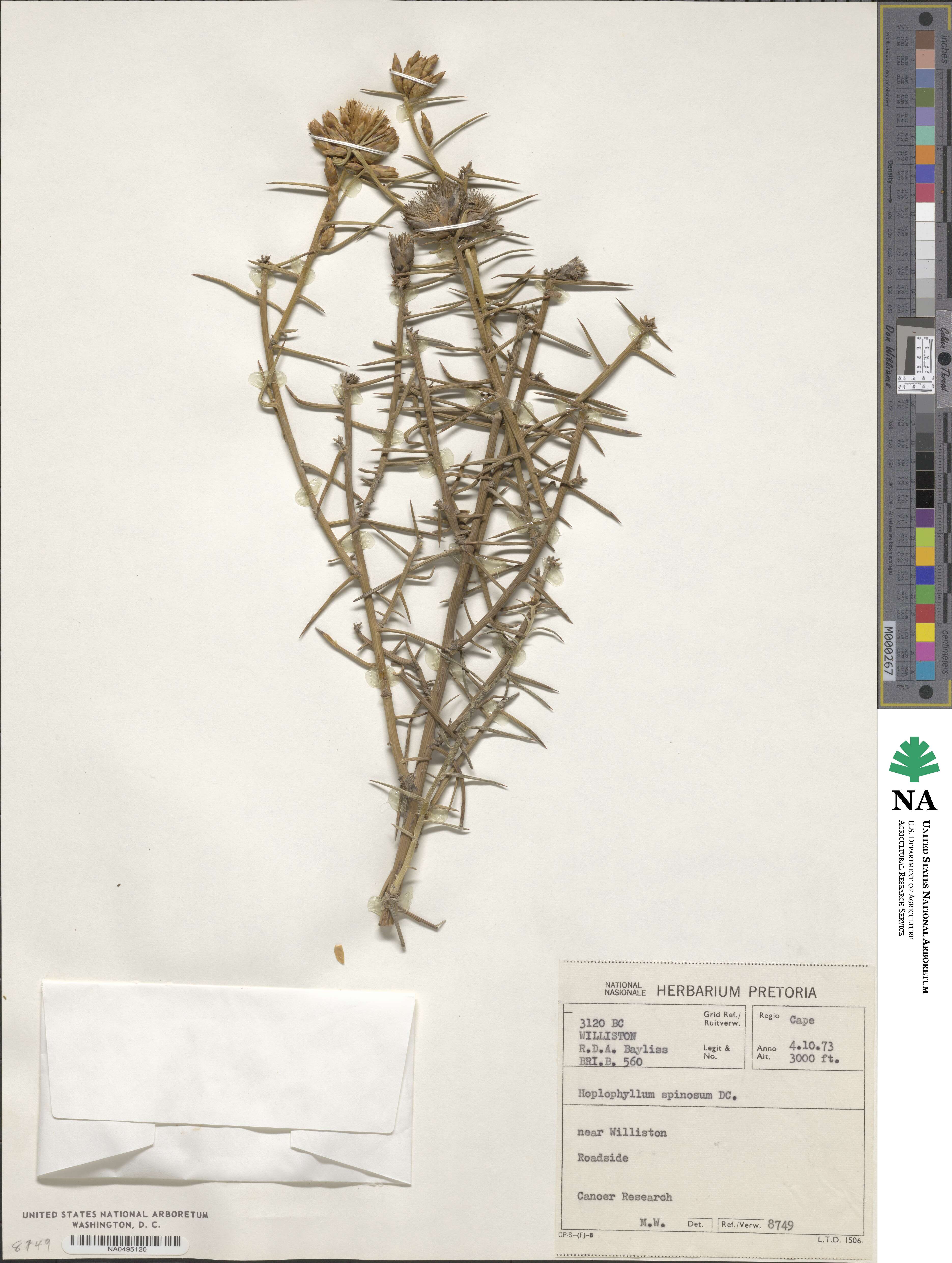 Hoplophyllum spinosum image