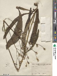 Vernonia acaulis image