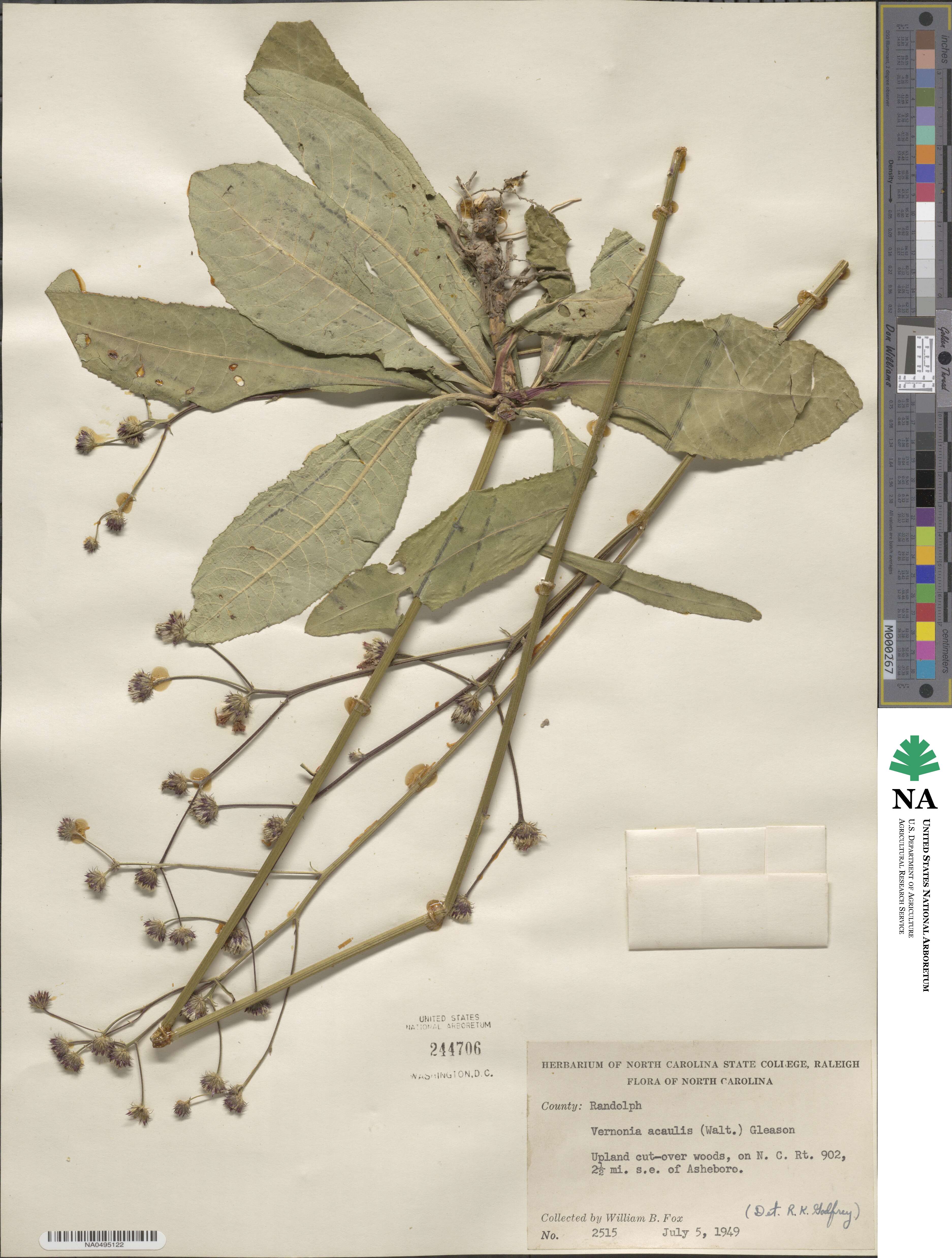 Vernonia acaulis image