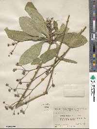 Vernonia acaulis image