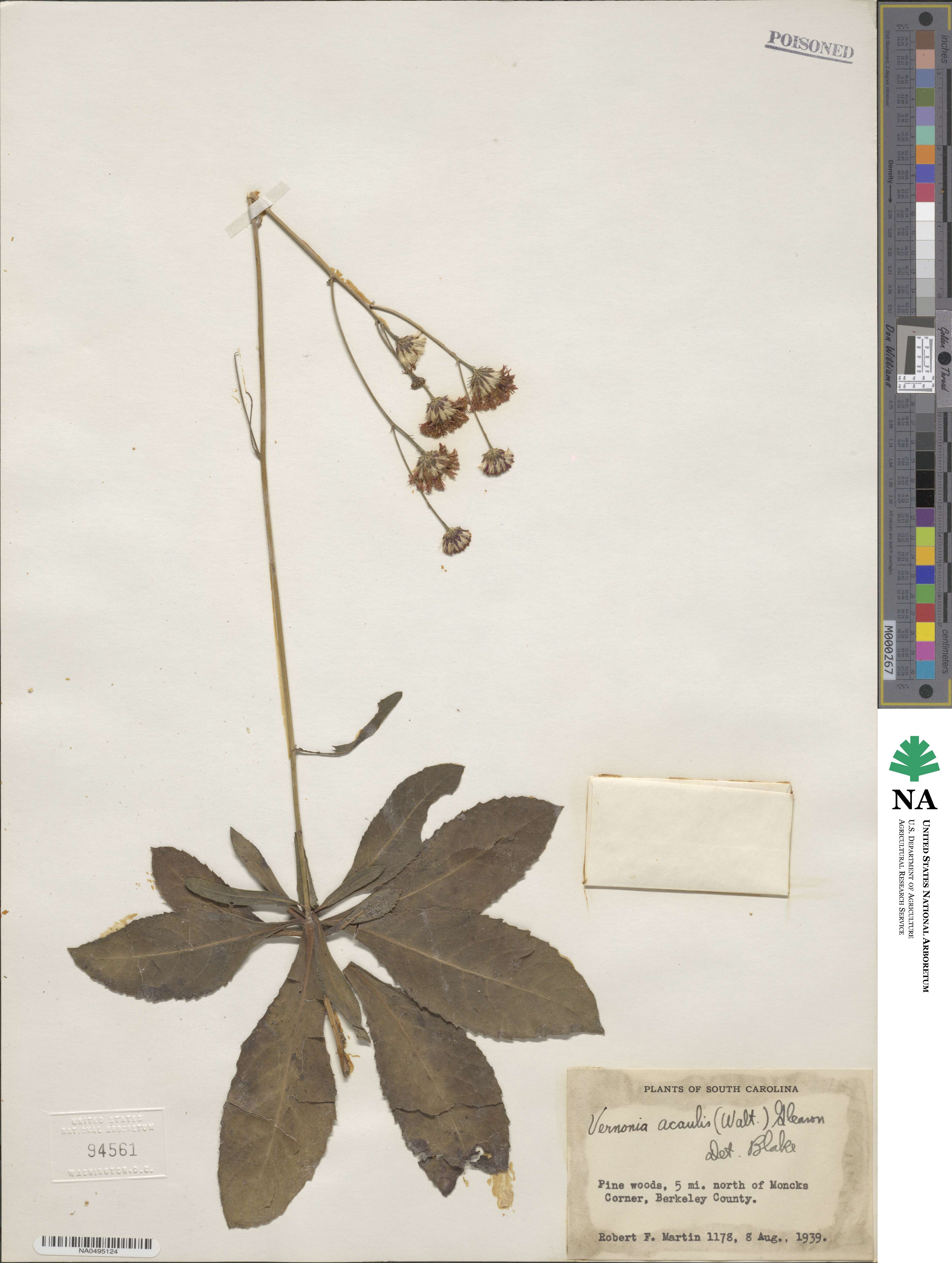 Vernonia acaulis image