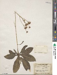 Vernonia acaulis image