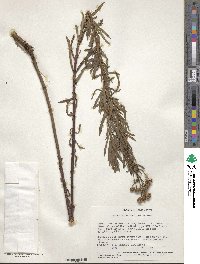 Ethulia vernonioides subsp. vernonioides image