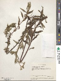 Ethulia vernonioides subsp. vernonioides image