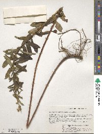 Ethulia vernonioides subsp. vernonioides image