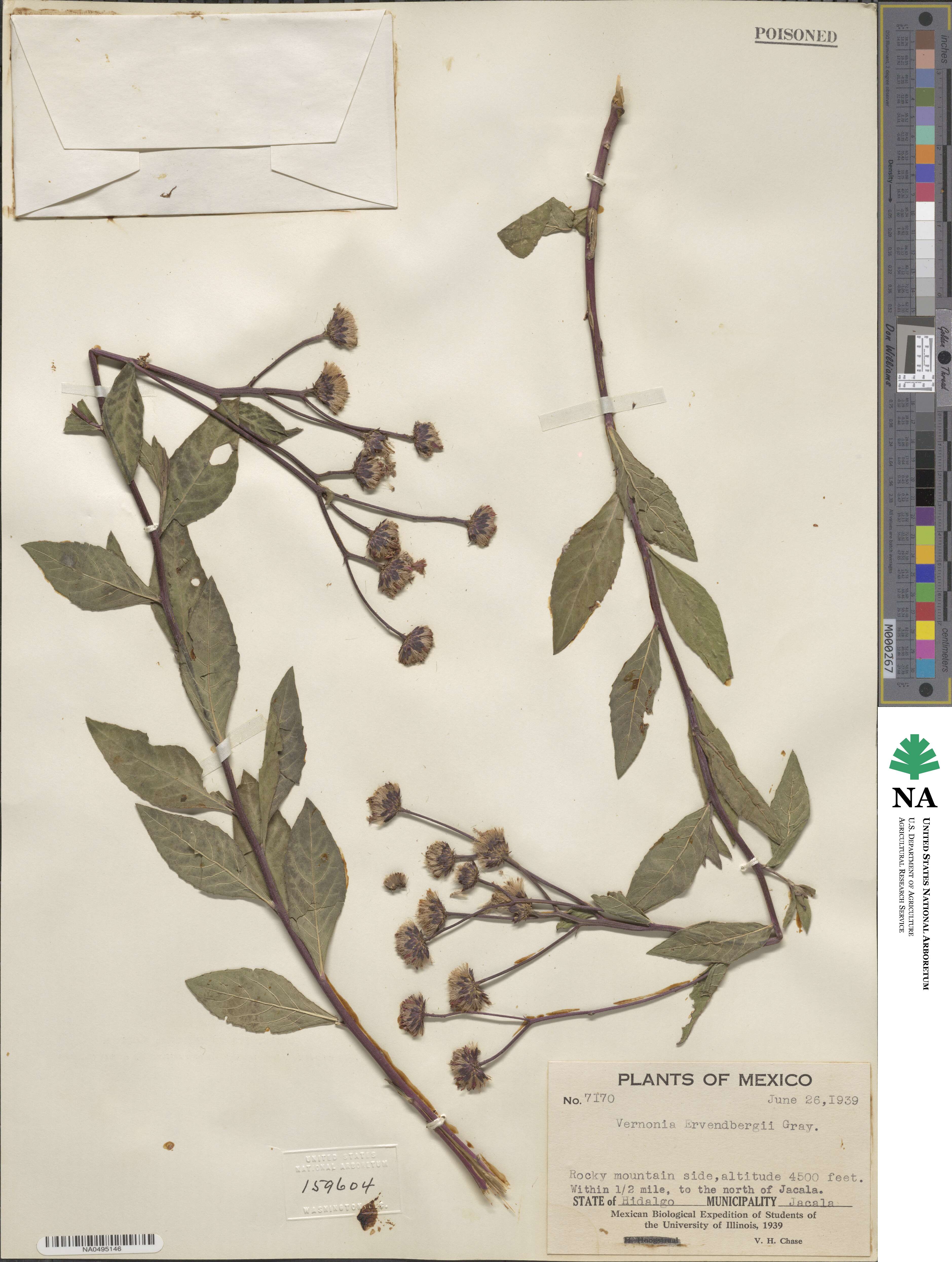 Vernonia greggii image