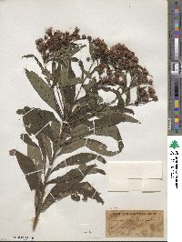 Vernonia noveboracensis image