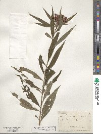 Vernonia noveboracensis image