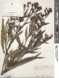 Vernonia noveboracensis image