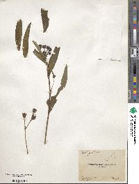 Vernonia noveboracensis image