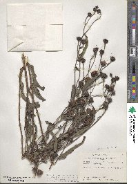 Vernonia noveboracensis image