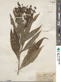 Vernonia noveboracensis image