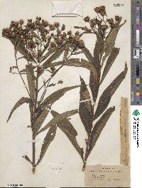 Vernonia noveboracensis image