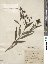 Vernonia noveboracensis image